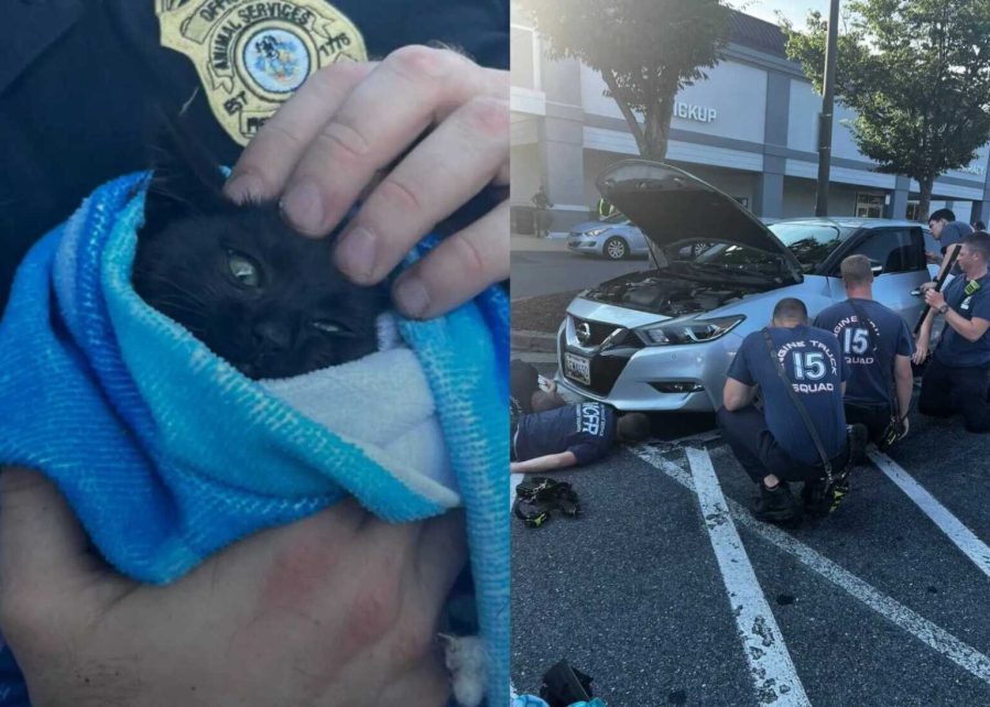 ‘Terrified’ kitten rescued from car’s engine bay in Burtonsville during heat wave