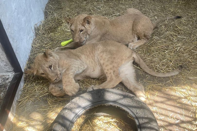 Appeal Launched to Rescue Three Lion Cubs from War-Torn Ukraine to Yorkshire Wildlife Park