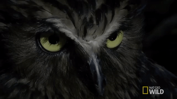 Buffy Fish Owl Gifs Get The Best Gif On Giphy