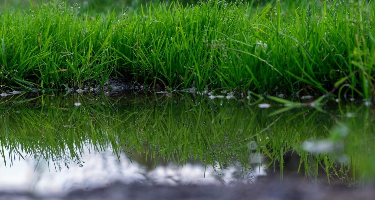 Obewaterde Gazon Herstellen Wat Te Doen Aan Overbewaterd Gras Meerweten