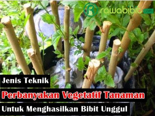 6 Jenis Teknik Perbanyakan Vegetatif Pada Tanaman Untuk Menghasilkan Bibit  Yang Berkualitas Unggul | by David Marlon | Medium