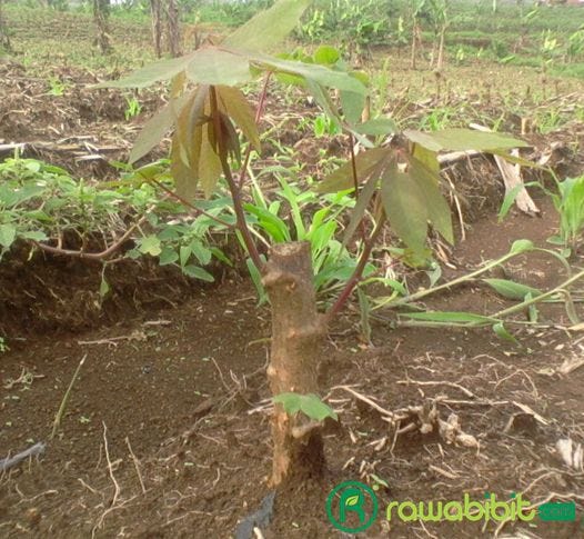 6 Jenis Teknik Perbanyakan Vegetatif Pada Tanaman Untuk Menghasilkan Bibit  Yang Berkualitas Unggul | by David Marlon | Medium