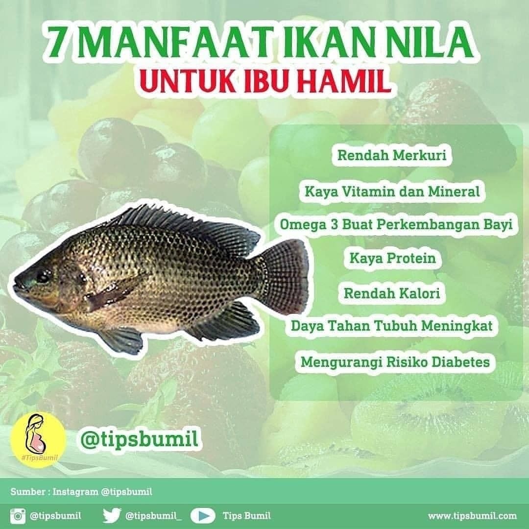 7 Manfaat Ikan Nila Untuk Ibu Hamil #saranaid Kunjungi chanel seputar  kesehatan di Youtube kita ya. www.youtube.com/c/SARANAID &mdash; Merkuri bisa  menyebabkan masalah pada perkembangan bayi dalam… - Agensorayaeskrim -  Medium