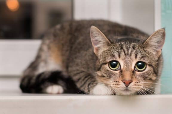 Yakin Pecinta Kucing? Pastikan Anda Sudah Memahami Bahasa Tubuh Kucing | by  Don Gochi | Medium