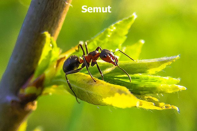 85+ Gambar Hewan Semut HD - Gambar Pixabay