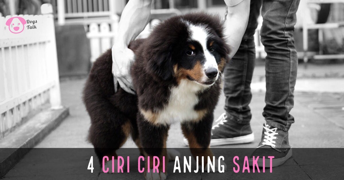 4 ciri ciri utama anjing sakit. Berikut ini adalah 4 hal utama yang… | by Mario Wijaya | Rio Farm