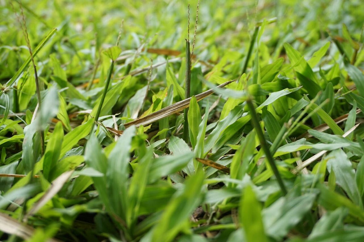 Rumput Liar Pengganggu Tanaman Disebut | by hana Syariah astuti | Medium