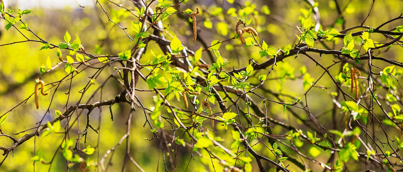 I’m a Dendrophile with a Life-long Love Affair with Birch Trees and 7  Ecological Lessons | by Annemarie Berukoff | Medium