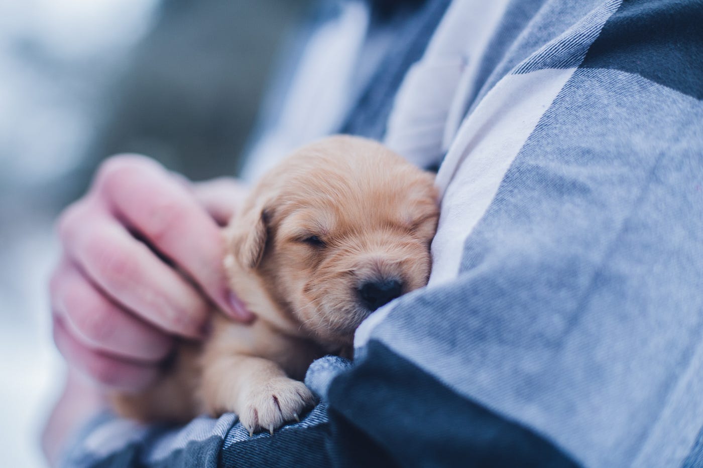 Fakta Anjing Yang Terselubung, Perlu Kalian Ketahui! | by Don Gochi | Medium
