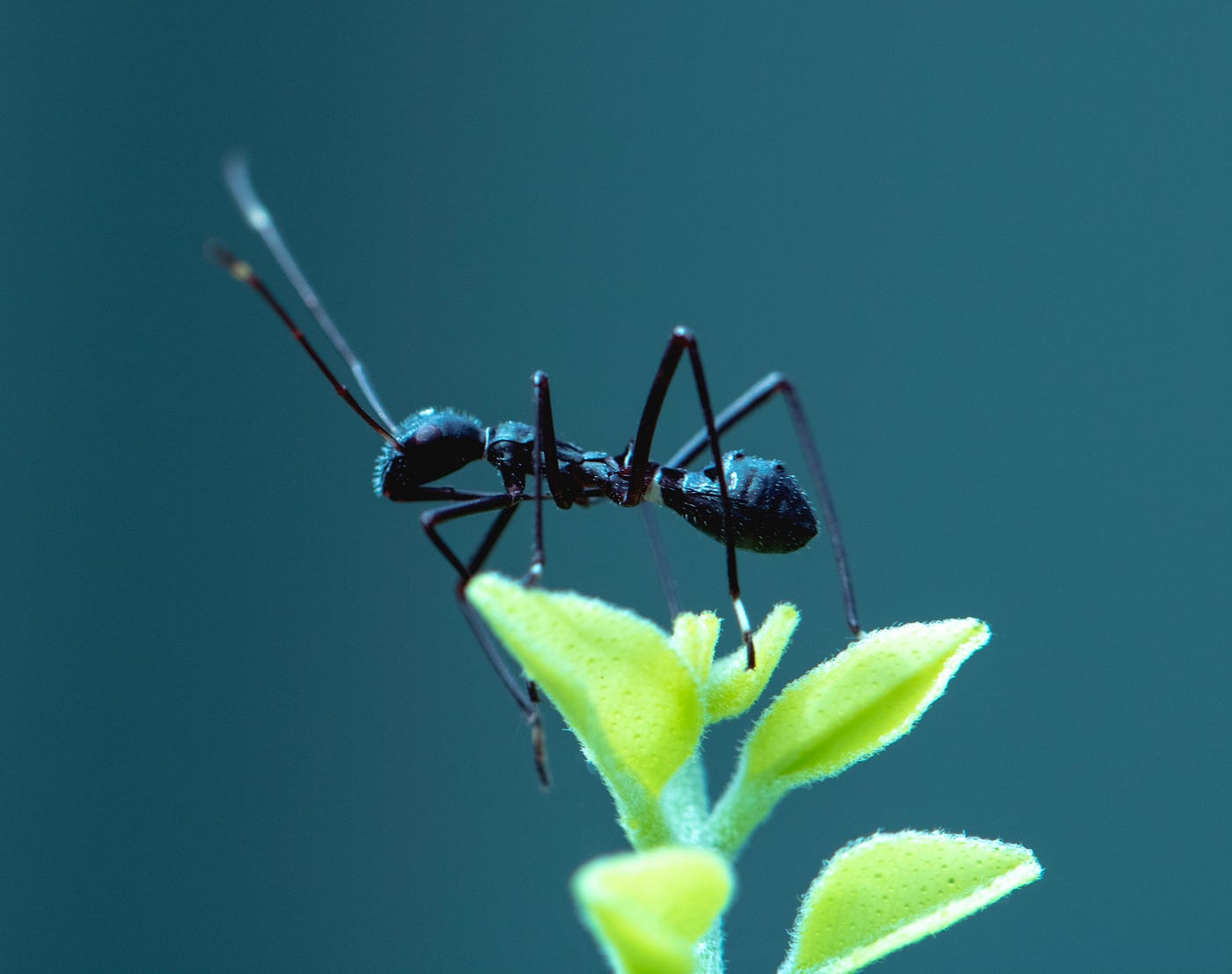 How Many Ants Could Lift Earth?. This question is more complicated than… |  by Hein de Haan | Medium