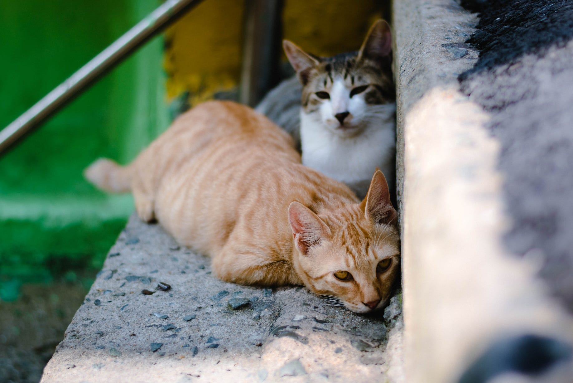 6 Fakta Mengejutkan Dibalik Kucing Tidak Mau Makan! | by Don Gochi | Medium