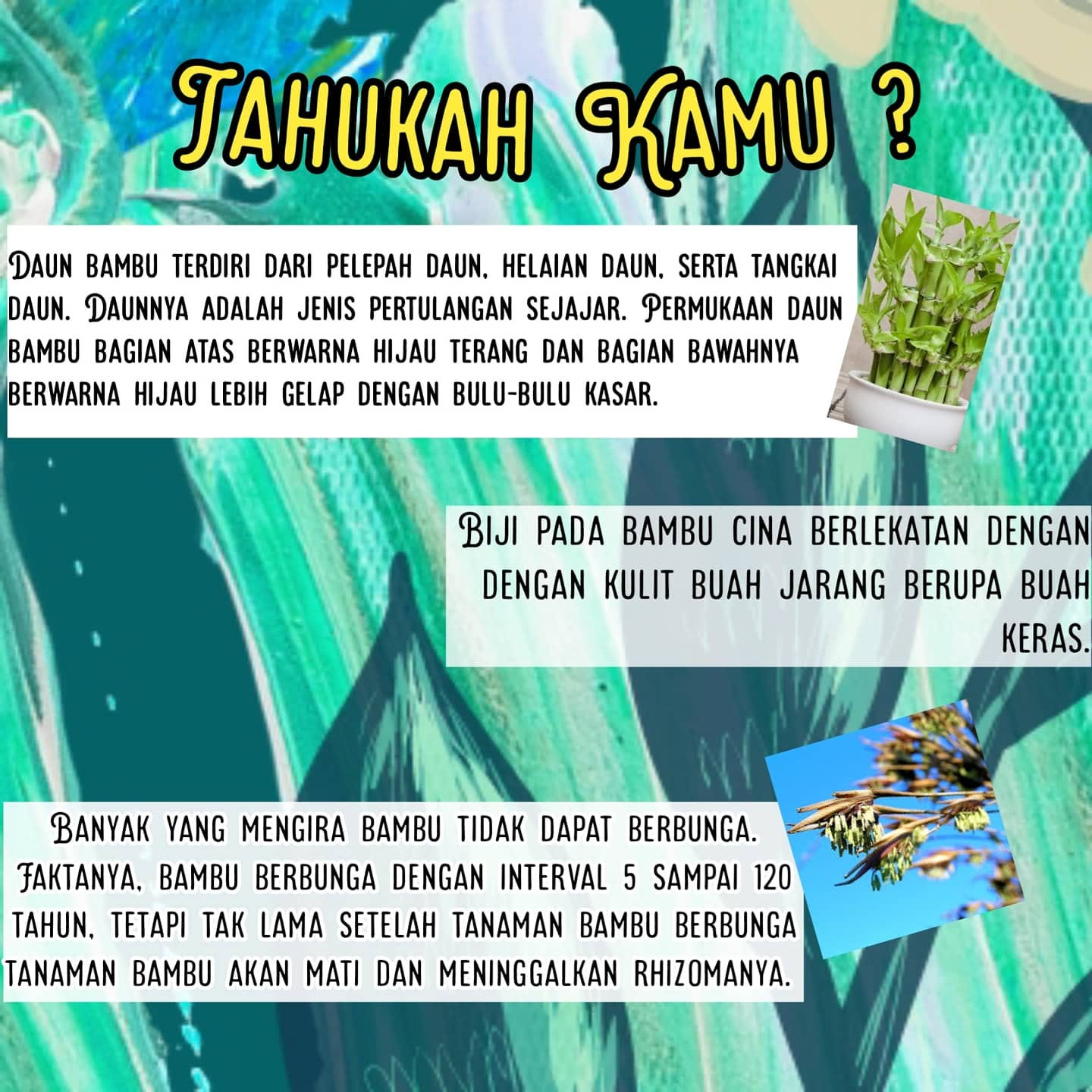 BAMBU CINA BAWA HOKI?. Kenalan Yuuuukkkkk! | by la fleur | Medium
