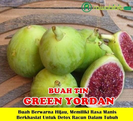 Bibit Tin Green Yordan — Bibit Tanaman Buah Tin Unggul Yang Memiliki Rasa  Yang Manis dan Berkhasiat Untuk Detox Racun Dalam Tubuh | by David Marlon |  Medium