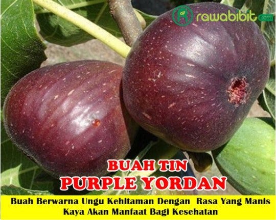 Bibit Buah Tin Purple Yordan — Bibit Tanaman Tin Unggul Dengan Warna Ungu  Kehitaman Dengan Rasa Yang Manis | by David Marlon | Medium