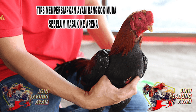 Tips Mempersiapkan Ayam Bangkok Muda Sebelum Masuk Ke Arena | by Shella lie  | Medium