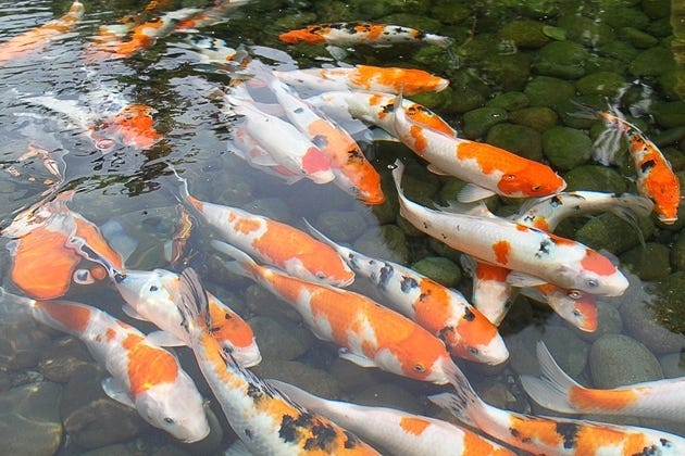 Cara paling meyakinkan untuk membedakan Ikan Koi Lokal dan Impor, jangan  salah yaa!! | by Rizka Hernanda | Medium