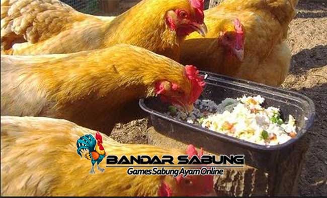 Cara Membuat Pakan Sehat Fermentasi Untuk Ayam Aduan Bag.1 | by yenny  holaty | Medium