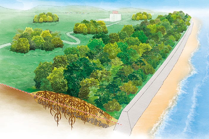 Tanaman Pepohonan Pencegah & Penghalau Gelombang Tsunami Di Kawasan Pesisir  Pantai Edisi Bahasa Indonesia | Medium