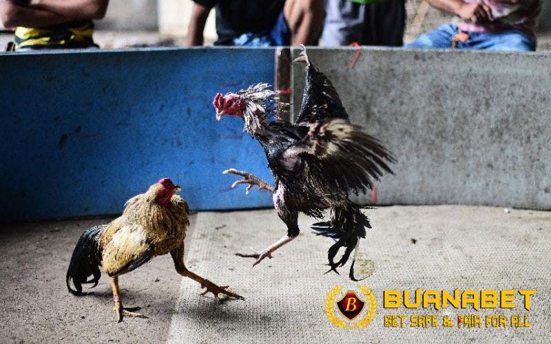 CARA MERAWAT AYAM BANGKOK DARI MENETAS HINGGA USIA 10 BULAN | by Stefanny  Chandra | Medium