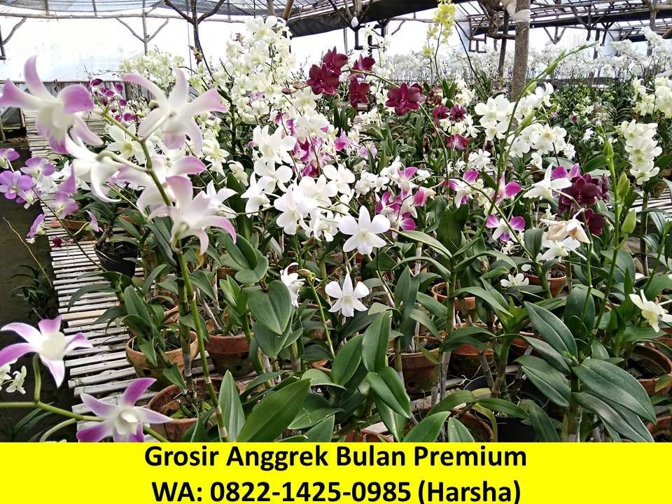 WA:0822–1425–0985 Supplier Anggrek Bulan Dan Harganya Di Medan | by Bisnis  Penghemat BBM Eco Racing | Medium