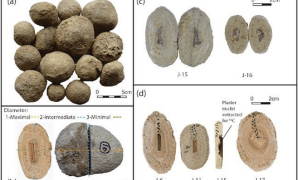 Coastal Archaeological Deposits and Food History