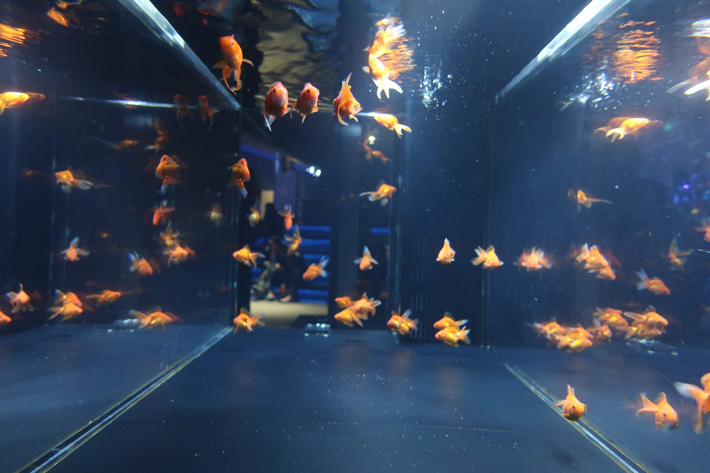 果然不是鑲金的用一尾金魚買一輛車！. 雖然已經進入應該秋涼的九月，但是天氣還是熱得嚇人，日本從江戶時代開始，夏天觀賞金… | by Joel  Fukuzawa | Medium