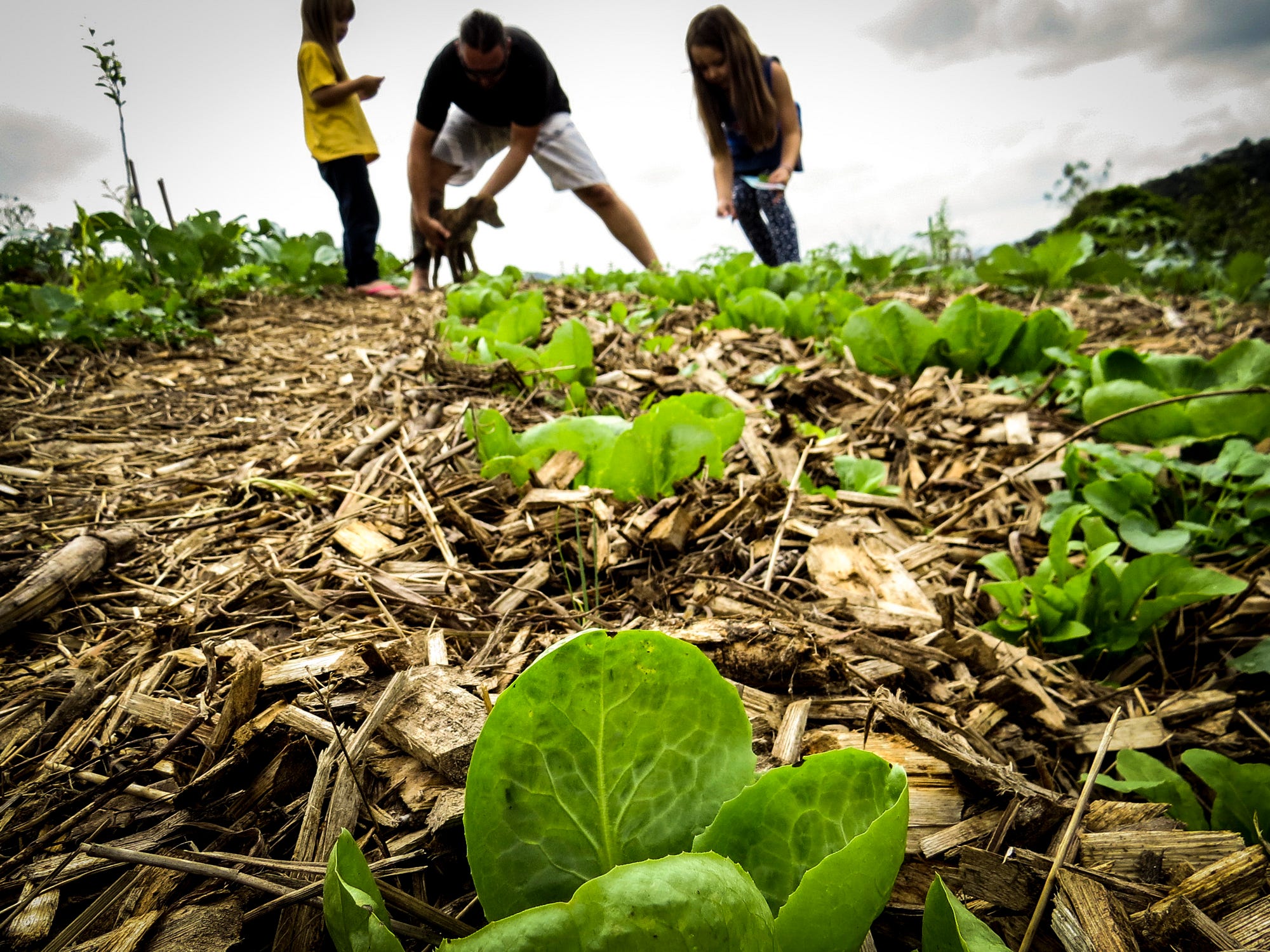 Sonhar Subindo Em Arvore