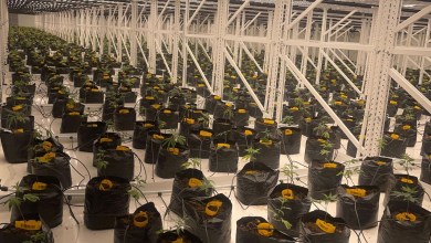 Nebraska cuts medical marijuana plants to satisfy the governor