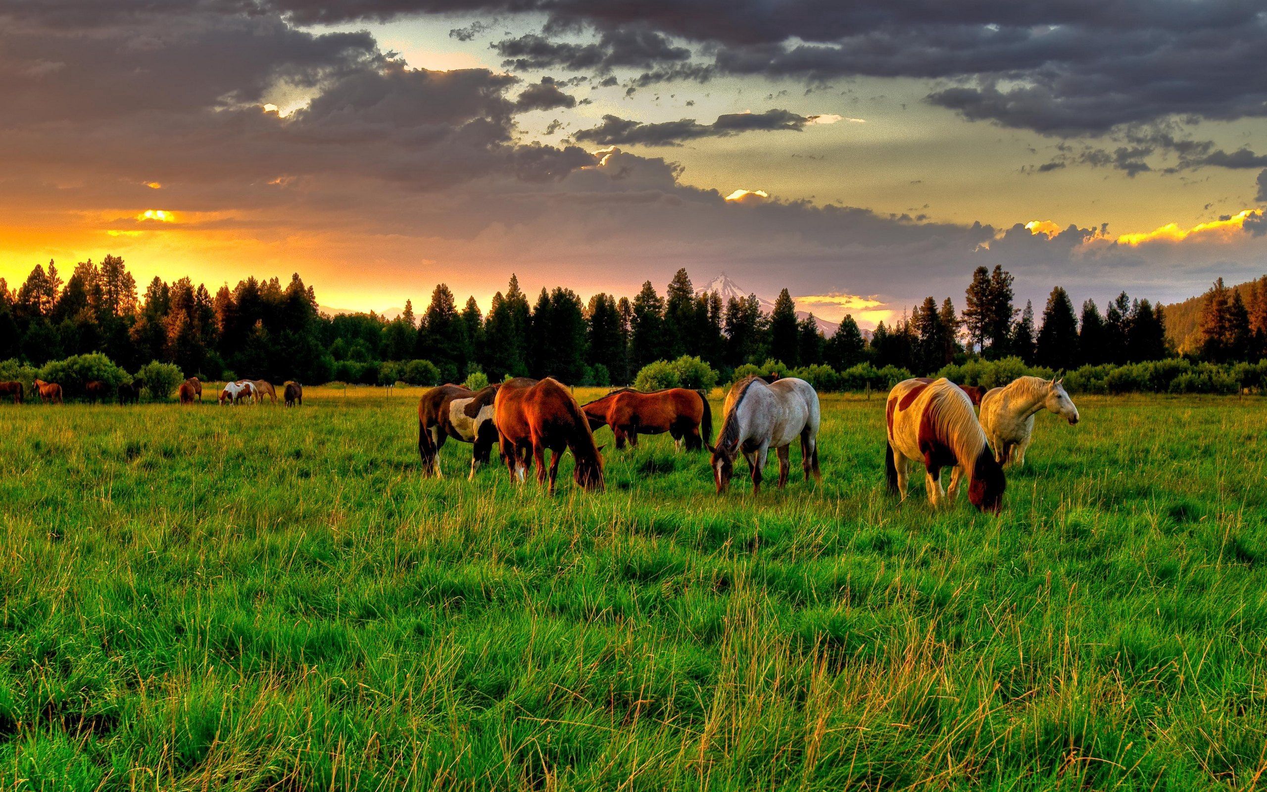 Telecharger Gratuitement Le Fond D Ecran Chevaux Pour Votre Telephone Mobile Les Mejhores Images Chevaux