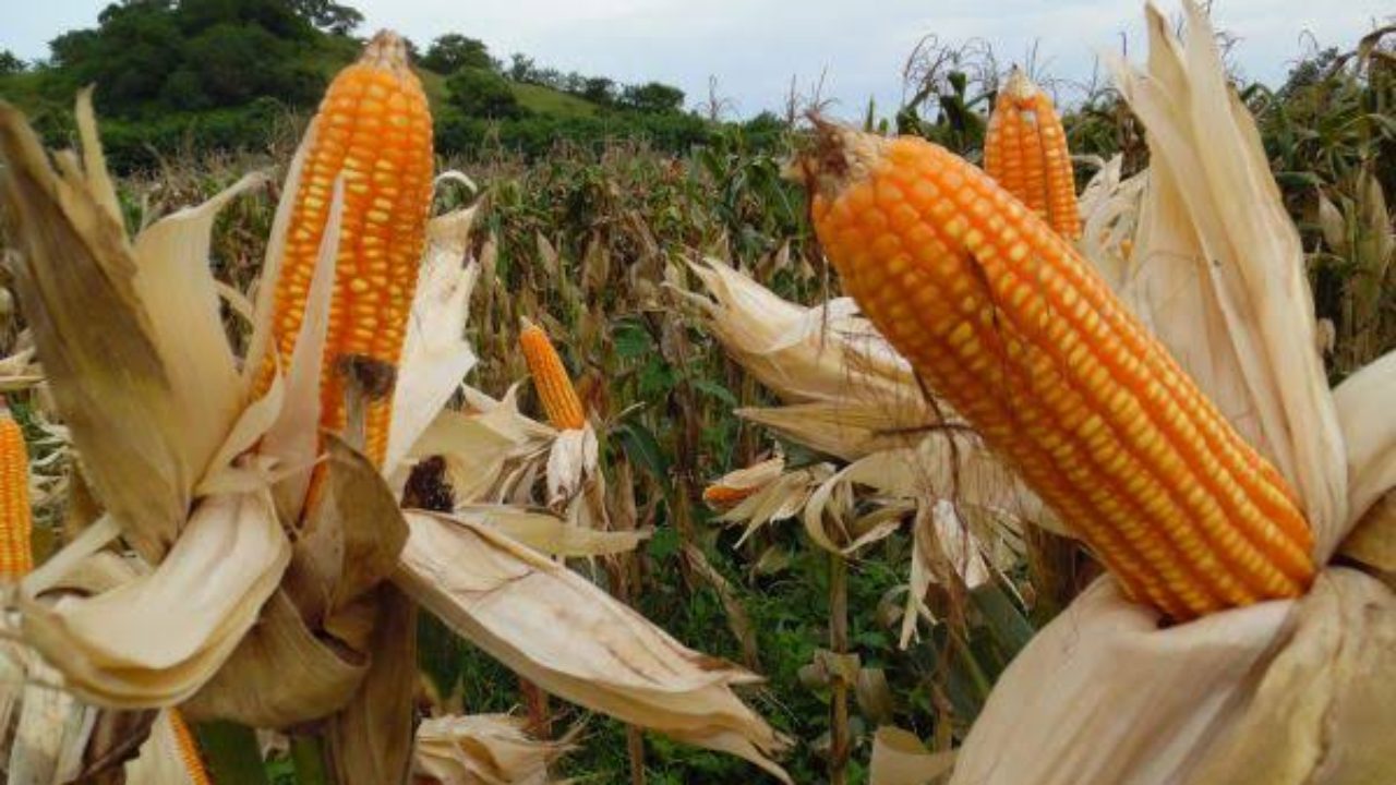 Jagung Provit Alternatif Bahan Pangan Sehat - MONITOR