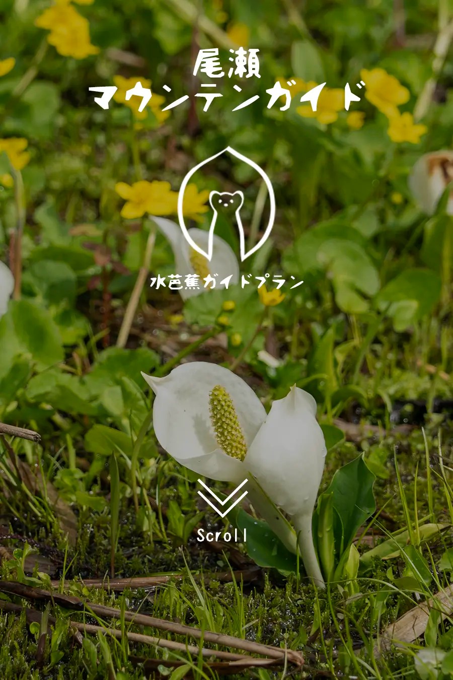尾瀬マウンテンガイド・水芭蕉ガイドプラン