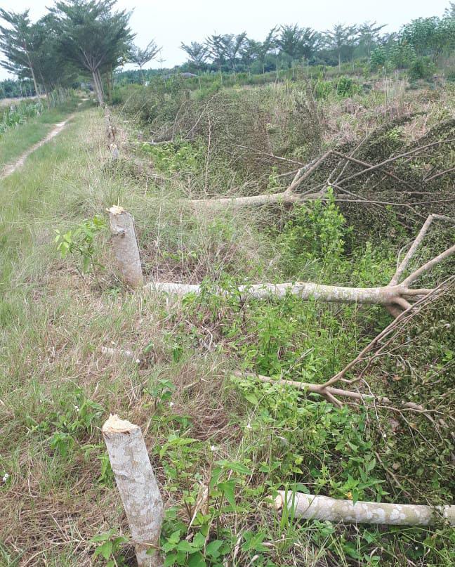 Perusakan Kawasan Hutan Produksi Kian Gencar, Aktivis Lingkungan Minta  Kepala KPH Wilayah-I Stabat Dicopot - Portal Berita SUMATERA UTARA Medan -  Sumatera Utara