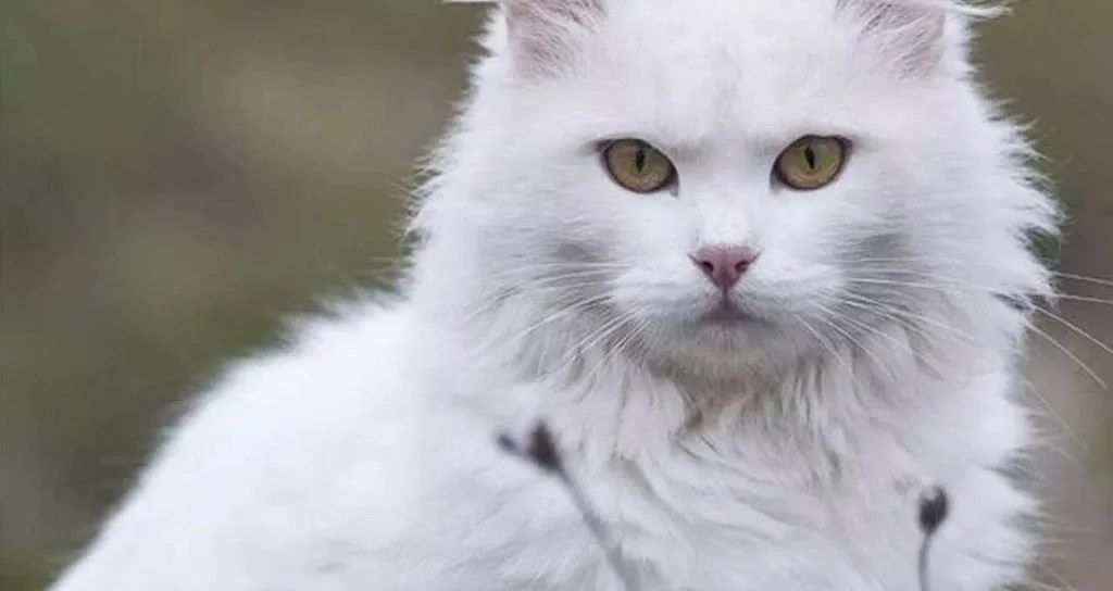 Teman-Teman Ingin Pelihara Kucing? Yuk, Kenali Dulu Jenis-Jenis Kucing Yang Bisa Dipelihara! - Muffingraphics.com 544_x_1024_jpg