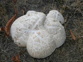 Mushroom Observer Fund 75922 Neolentinus Ponderosus O K Mill Redhead Ginns