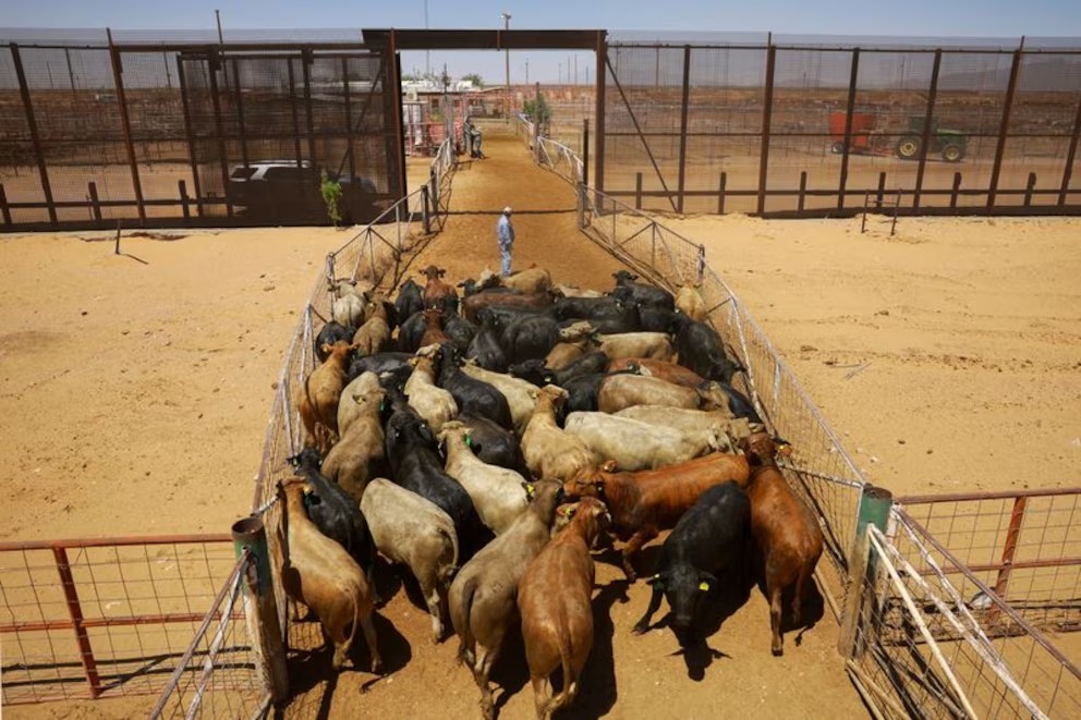 México en desacuerdo con suspensión de exportación de vacada por lombriz barrenador