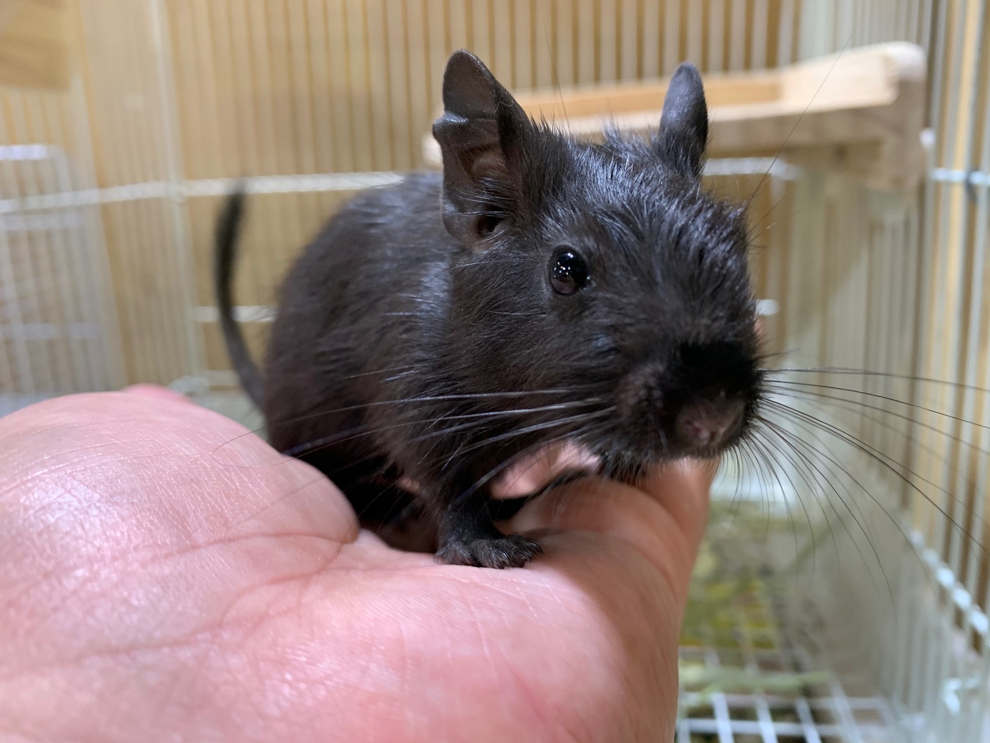 動画 デグーの赤ちゃん ブラックが慣れてきました！！ 東川口本店 | 熱帯倶楽部