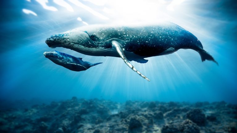 Bitcoin Ownership Steadily Shifts From Whales to Small Investors, Data Shows