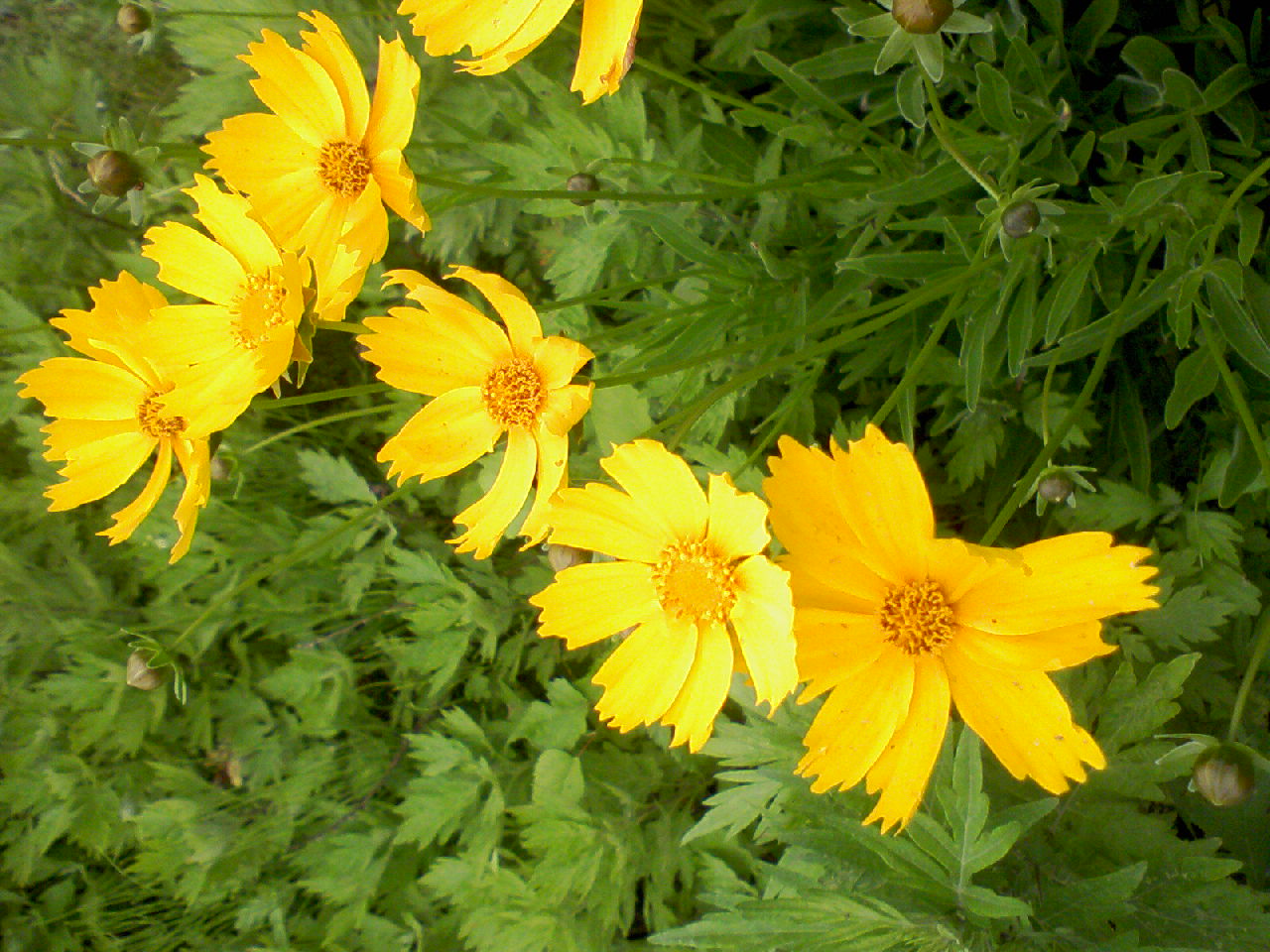 ブヨ 刺され る