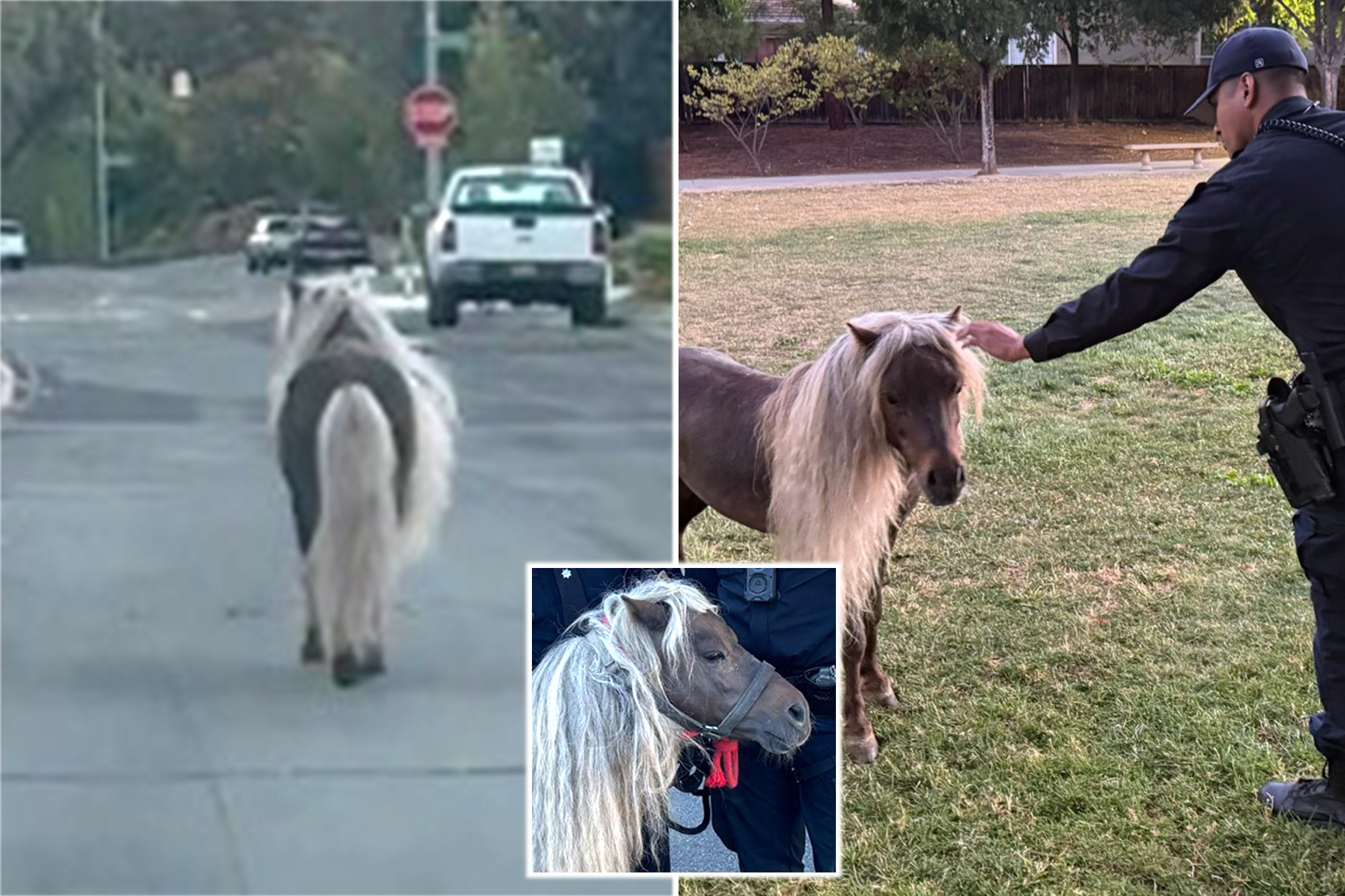 San Jose police led on a pony pursuit