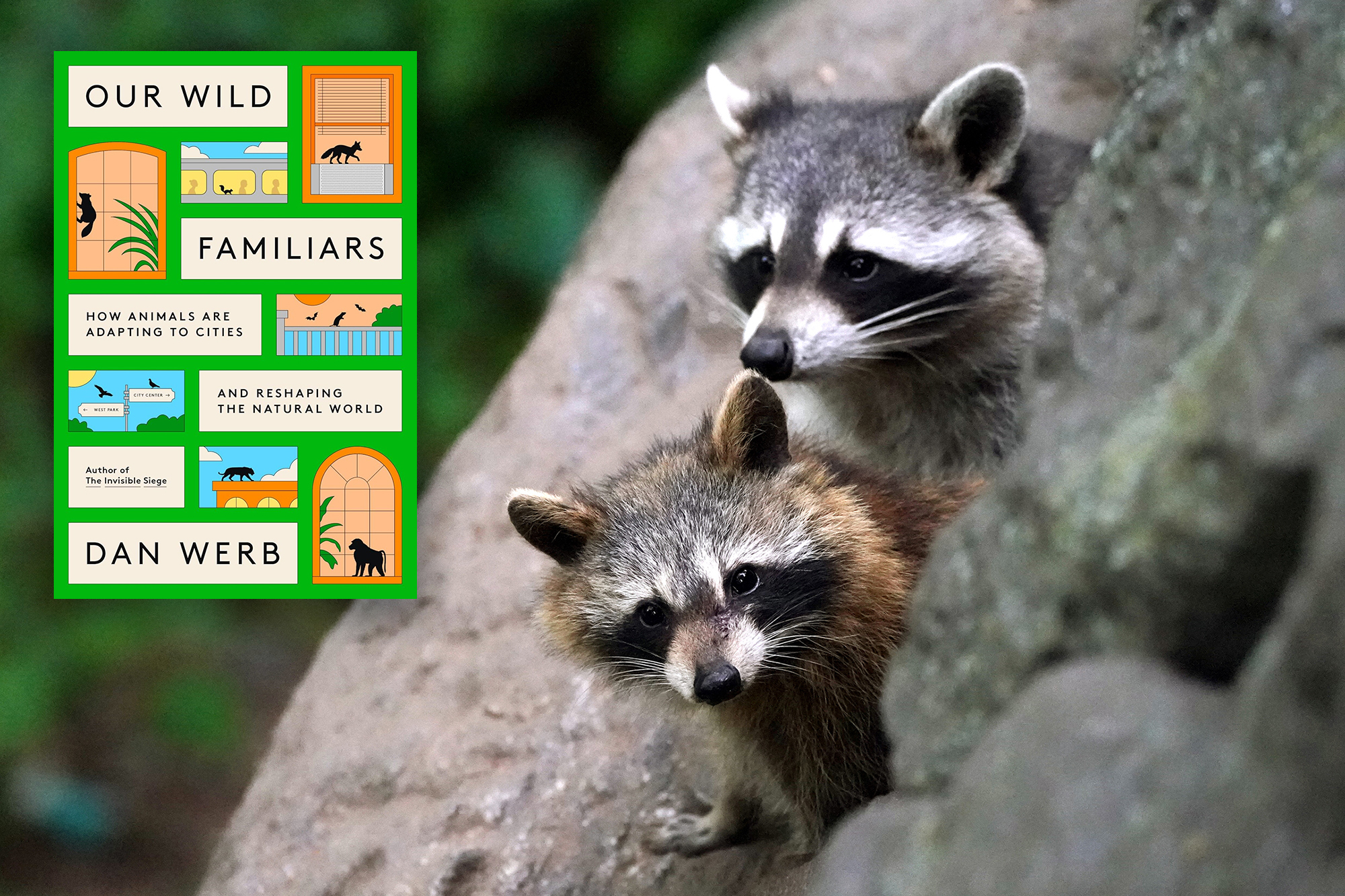 Wild animals are adapting to our cities