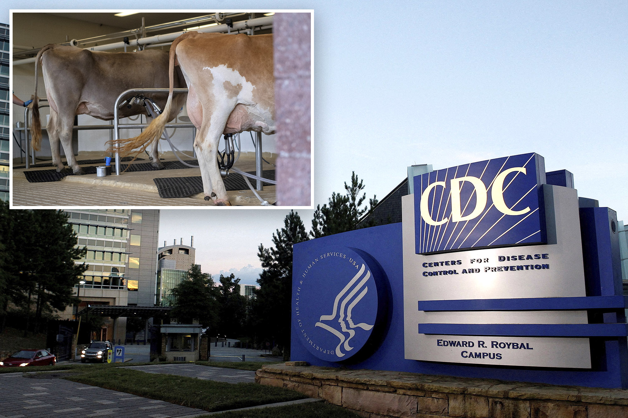 California Dairy Workers Infected with Bird Flu
