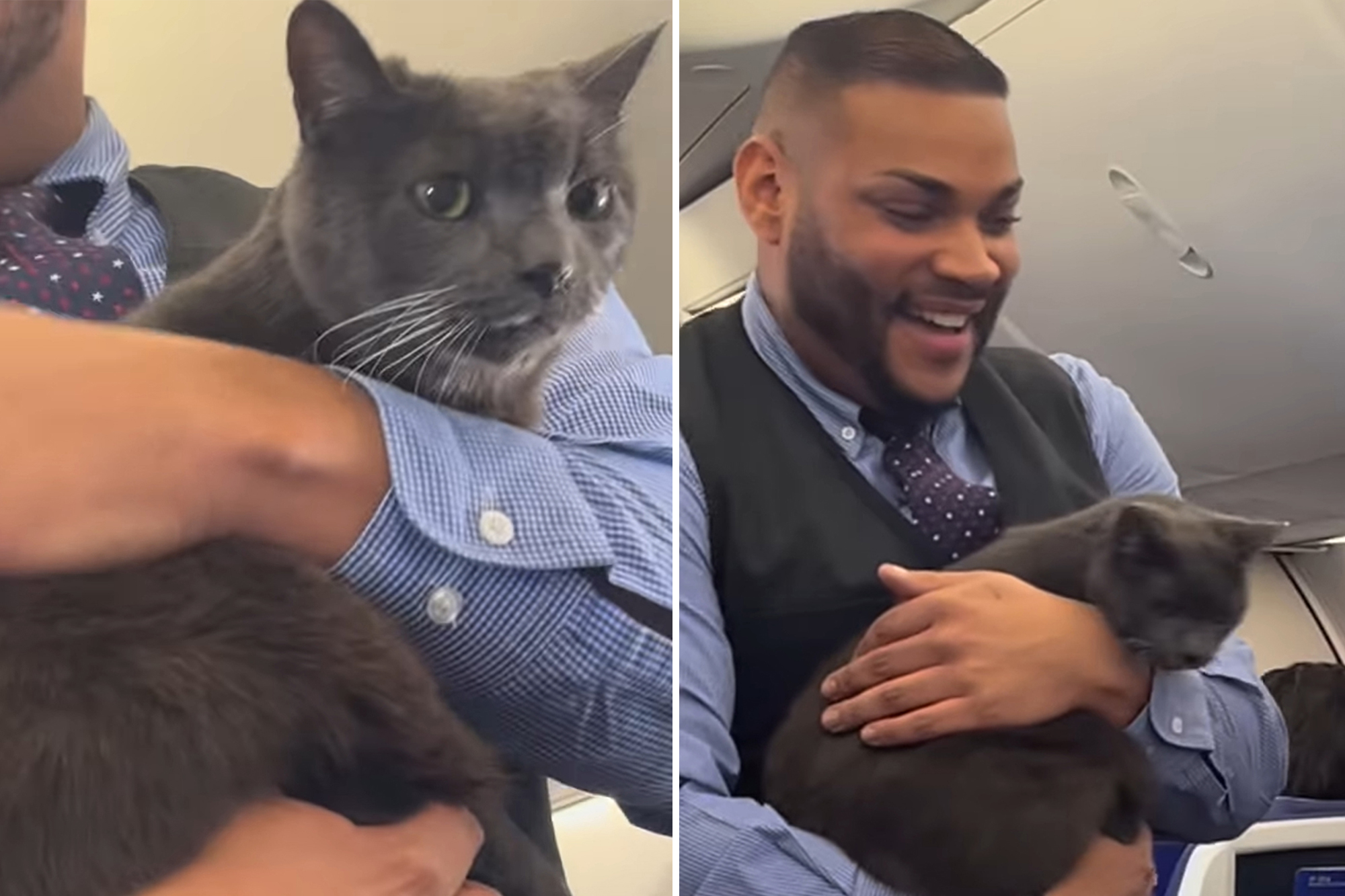 Cat gets loose on Southwest Airlines flight — and the reactions are priceless