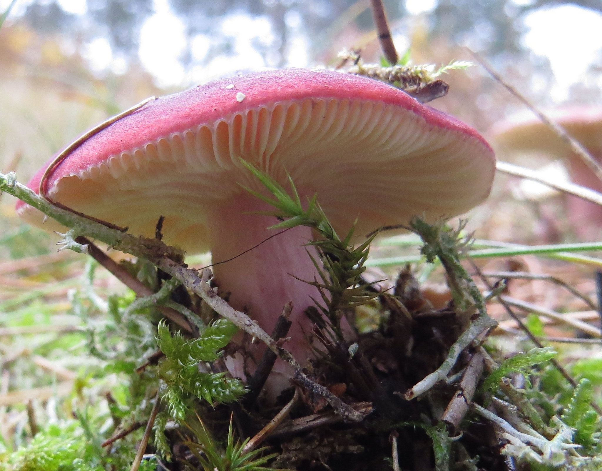 Missouri edible mushrooms