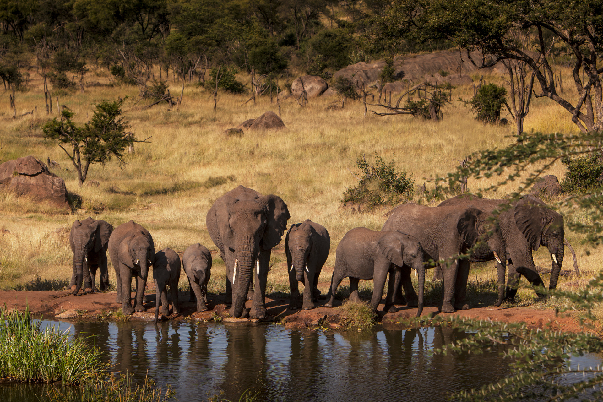 A First Safari in the Serengeti, Where Every Drive Is a Game Drive