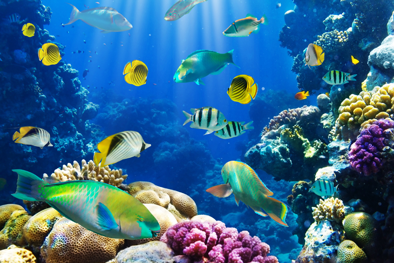 Earning Money As A Marine Biologist Oceanseas Org
