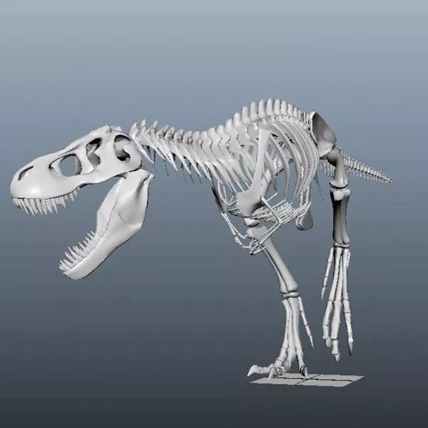 Dinosaur Bones Free 3d Model Obj Open3dmodel 115214