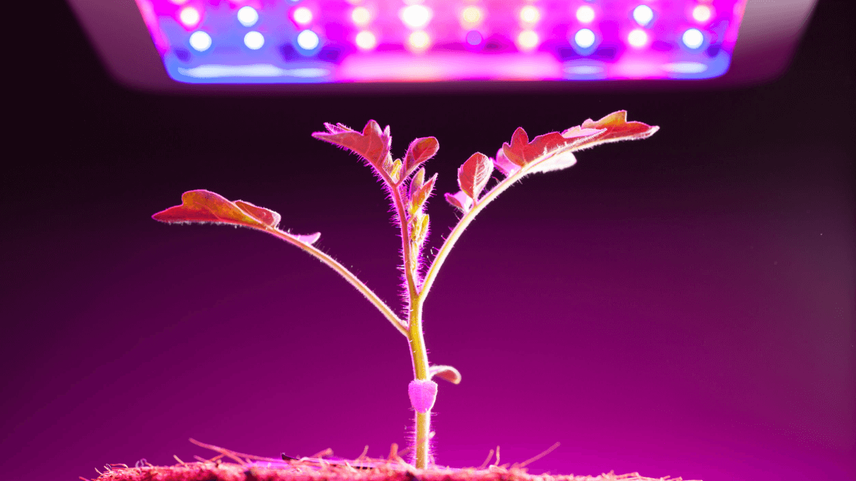 Как выбрать фитолампу для дома: больше света для растений зимой. Ultraviolet light for plants