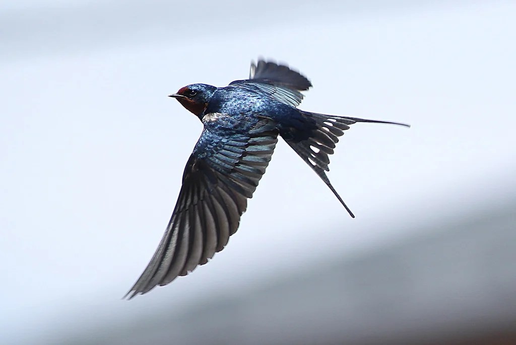 Swallows And Tattoos – Ornithology 686_x_1024_jpg