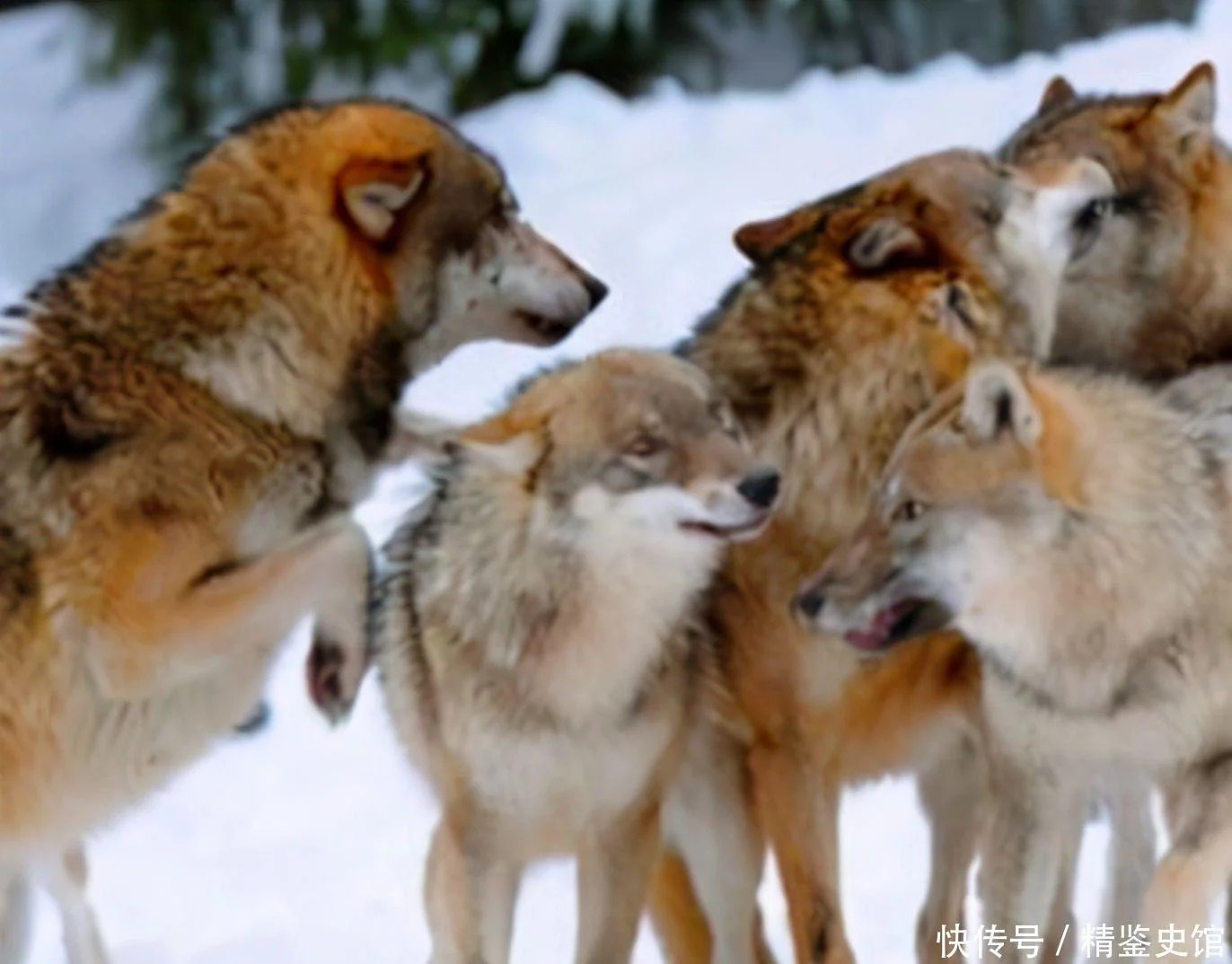 鄂州一家动物园跑出一只狼 祸害村民养的鸡 民警借来6条猎犬搜捕将狼击毙-荆楚网-湖北日报网