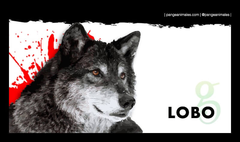 Lobo Informacion Caracteristicas Que Come Y Habitat Pangea